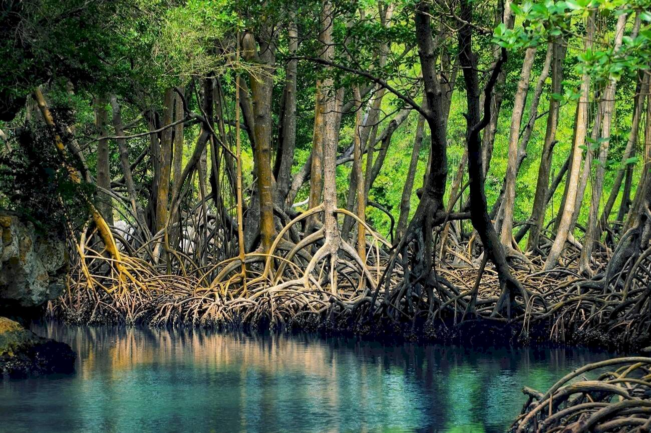 Selain Pantai, Keajaiban Hutan Mangrove di Kulonprogo Akan Menyapamu dengan Pesona yang Tak Tertandingi
